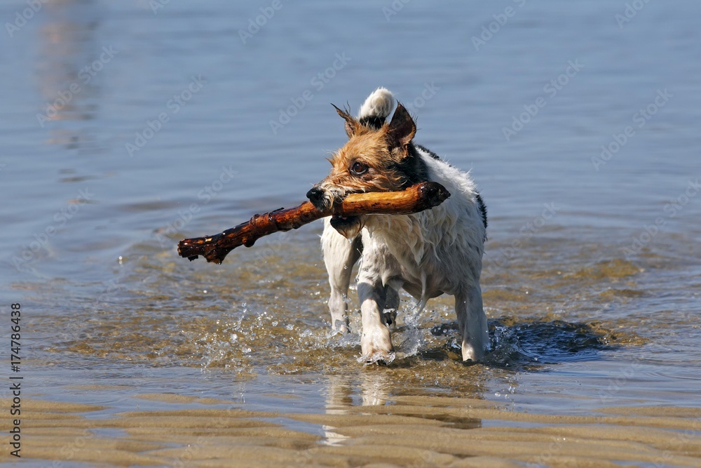 Small dog playing in water, retrieving stick Small dog playing in water, retrieving stick