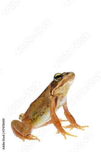 Grass Frog (Rana temporaria)