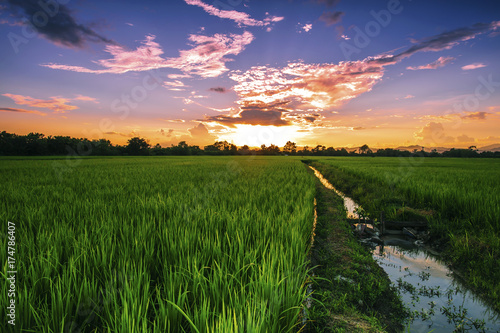 Lanscape rice field in Thailand at sunset photo