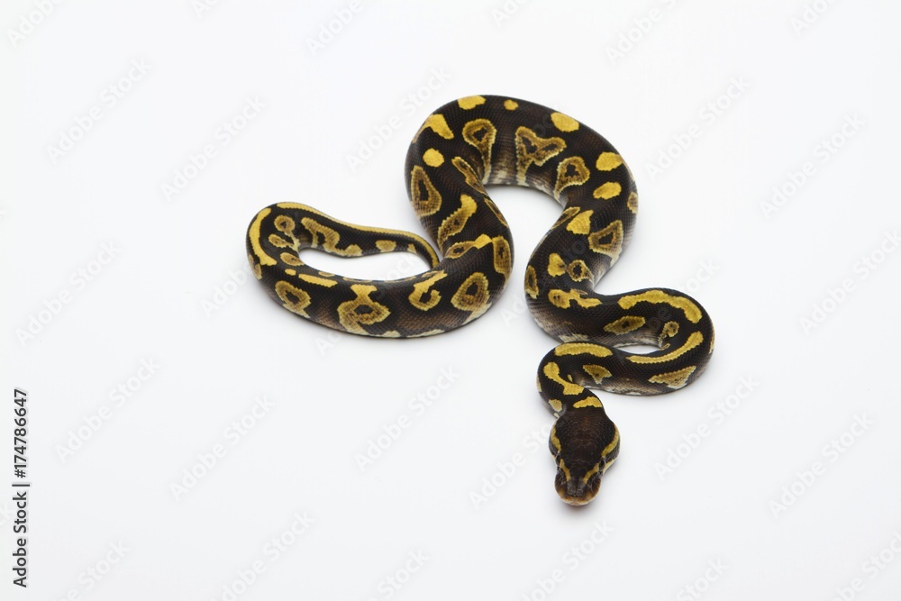 Phantom Yellow Belly Ball Python or Royal Python (Python regius), male Phantom Yellow Belly Ball Python or Royal Python (Python regius), male