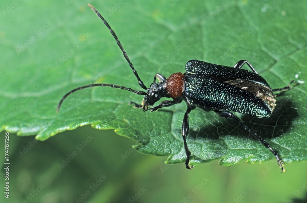 Fototapeta premium Longhorn Beetle species (Gaurotes virginea)