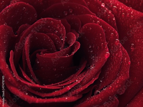 Fototapeta Naklejka Na Ścianę i Meble -  Red rose (Rosa) with drops of water on its petals, close up