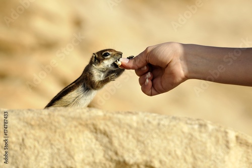 Barbary Ground Squirrel (Atlantoxerus getulus), being fed by hand, Fuerteventura, Canary Islands, Spain, Europe photo