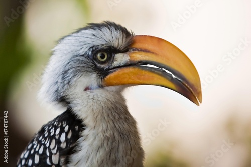 Southern Yellow-billed Hornbill (Tockus flavirostris) © imageBROKER