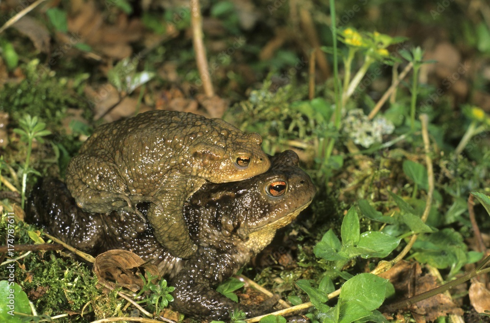 Common Toads (Bufo bufo) on the way to spawning waters Common Toads (Bufo bufo) on the way to spawning waters