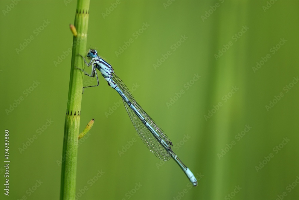 Azure Damselfly (Coenagrion puella) on a blade of grass Azure Damselfly (Coenagrion puella) on a blade of grass