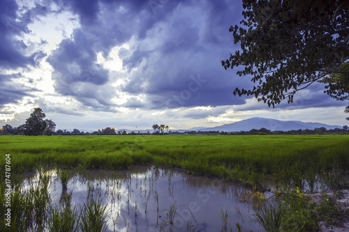 Lanscape rice field in Thailand at evening