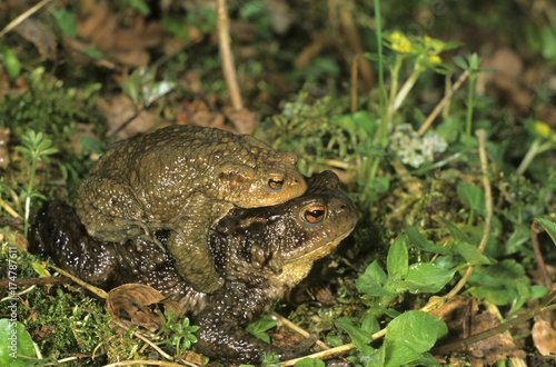 Common Toads (Bufo bufo) on the way to spawning waters