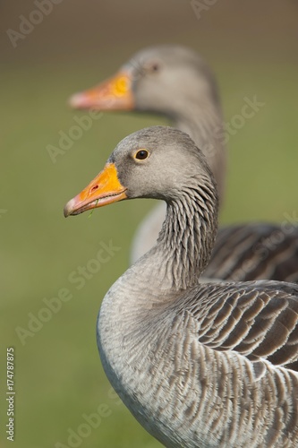 Greylag or Graylag geese (Anser anser), Stuttgart, Baden-Wuerttemberg, Germany, Europe © imageBROKER