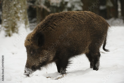 Wild boar (Sus scrofa) in winter