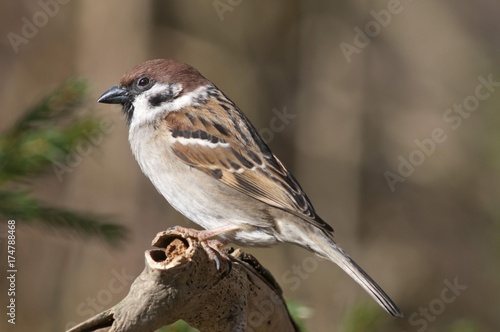 Tree Sparrow (Passer montanus), Untergroeningen, Baden-Wuerttemberg, Germany, Europe
