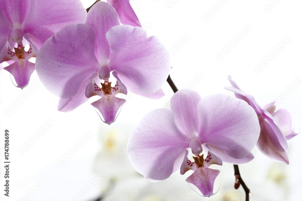Obraz premium Różowe Orchidee (Orchidaceae)