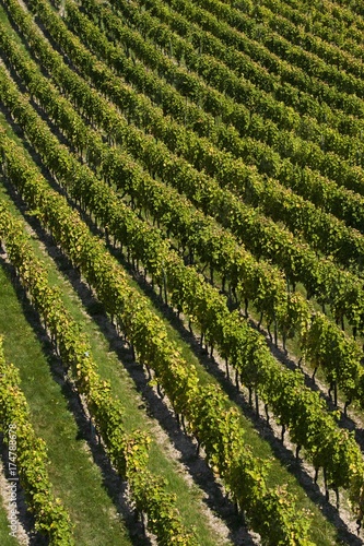 Vineyard  near Ruedesheim  Rheingau  Hesse  Germany  Europe