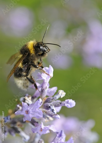 Bumlebee (Bombus spec.), Common lavender (Lavandula angustifolia) © imageBROKER