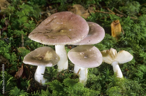 Obraz na płótnie Fragile Brittlegill (Russula fragilis) mushroom