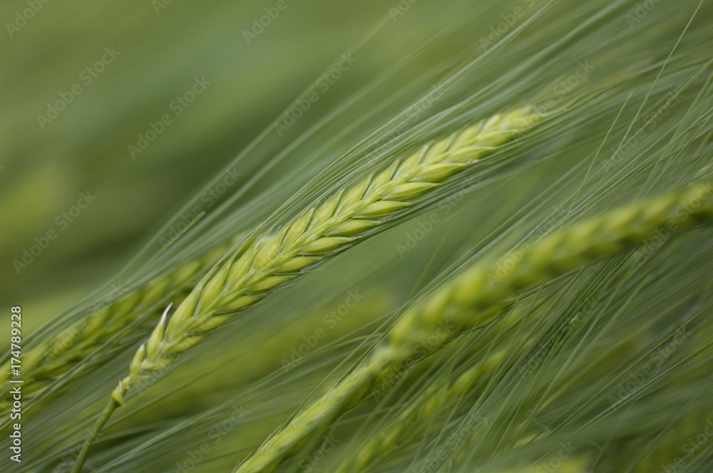 Barley (Hordeum vulgare) Barley (Hordeum vulgare)
