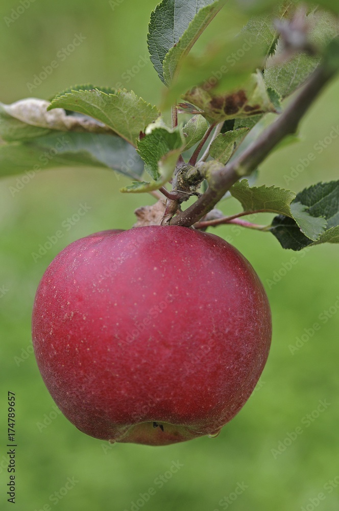 Red apple on a twig Red apple on a twig