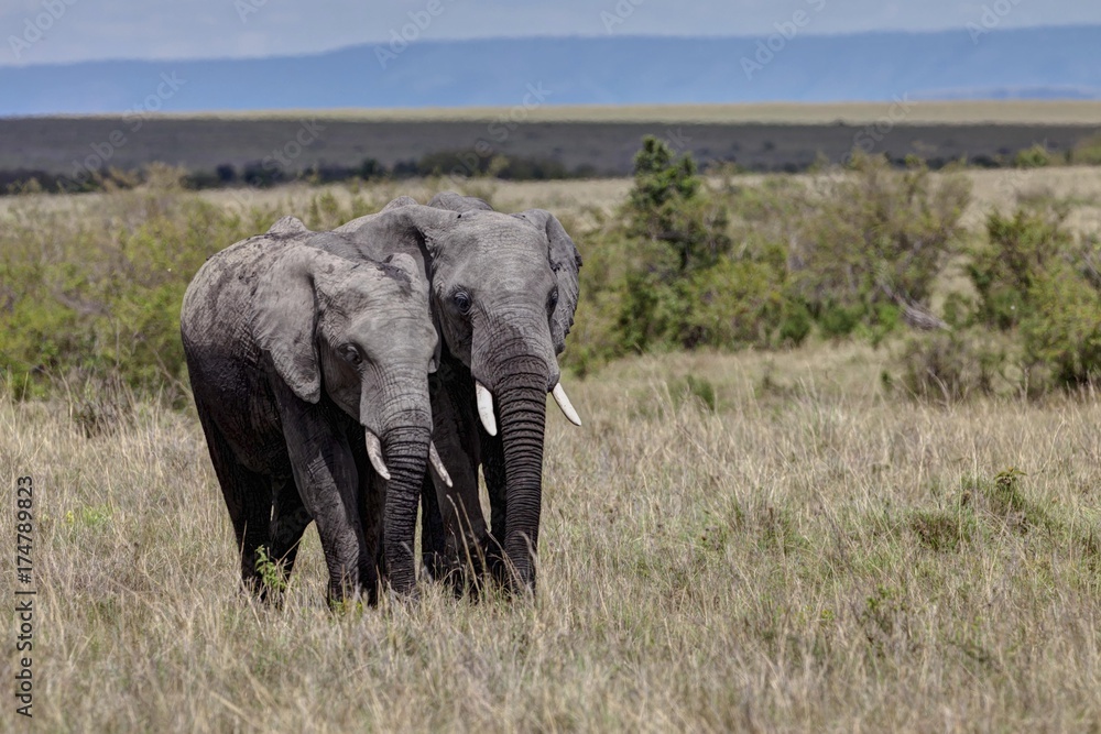 Obraz premium Two African Bush Elephants (Loxodonta africana), Masai Mara National Reserve, Kenya, East Africa, Africa, PublicGround, Africa