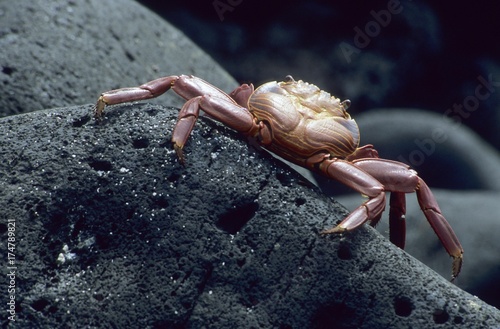 Red Rock Crab (Grapsus grapsus) photo