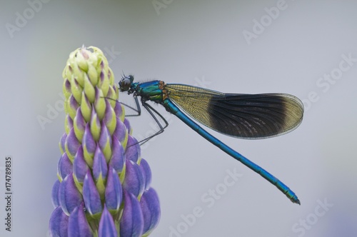 Male Banded Demoiselle (Calopteryx splendens) on lupine (Lupinus polyphyllus), Emsland, Germany, Europe © imageBROKER