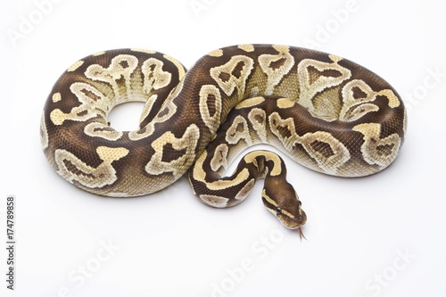 Royal Python (Python regius), Mojave Razor, female, Markus Theimer reptile breeding, Austria, Europe