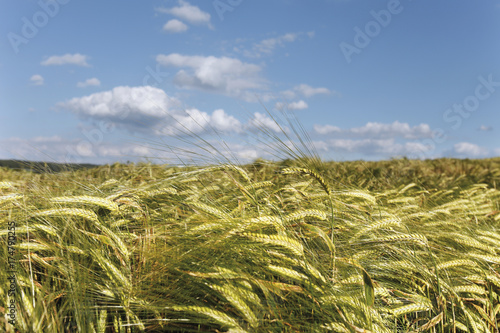 Barley field against a blue sky © imageBROKER