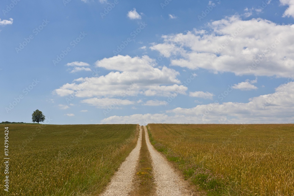 Straight dirt road through fields