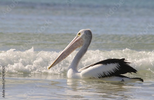 Australian pelican (Pelecanus conspicillatus), Kangaroo Island, Australia, Oceania