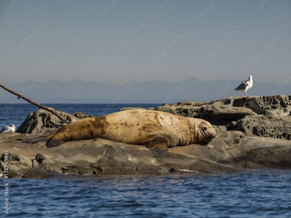 Going Flat Out
Huge male Steller Sea Lion sun bathing.
