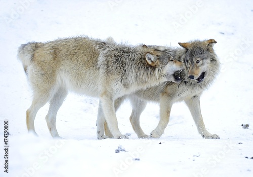 Mackenzie Valley Wolf, Alaskan Tundra Wolf or Canadian Timber Wolf (Canis lupus lycaon), two young wolves playing in the snow © imageBROKER