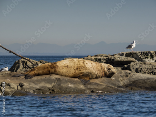 Going Flat Out  Huge male Steller Sea Lion sun bathing.