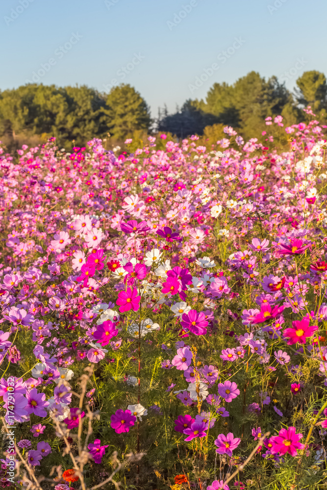  champ de cosmos 