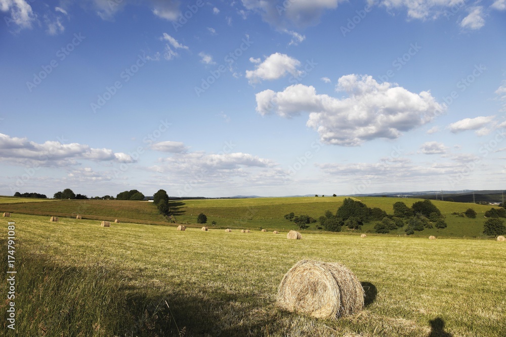 Hay bales on a field Hay bales on a field