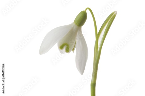 Snowdrop  Galanthus nivalis 