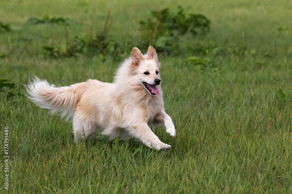 Small white dog, spitz half-breed (Canis lupus familiaris), running in a meadow, male Small white dog, spitz half-breed (Canis lupus familiaris), running in a meadow, male