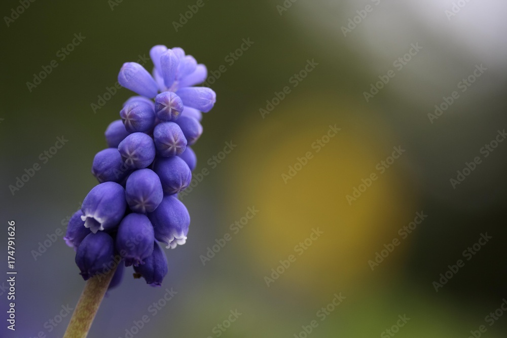 Common grape hyacinth (Muscari botryoides) Common grape hyacinth (Muscari botryoides)