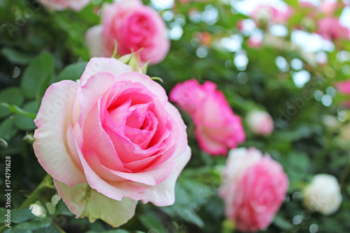 Fototapeta Naklejka Na Ścianę i Meble -  バラ