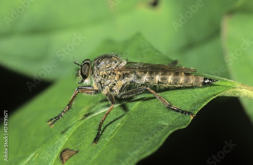 Robber fly (Machimus sp.) © imageBROKER