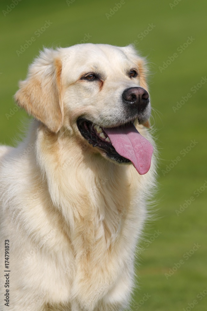 Female Golden Retriever (Canis lupus familiaris), two-year old dog, portrait Female Golden Retriever (Canis lupus familiaris), two-year old dog, portrait