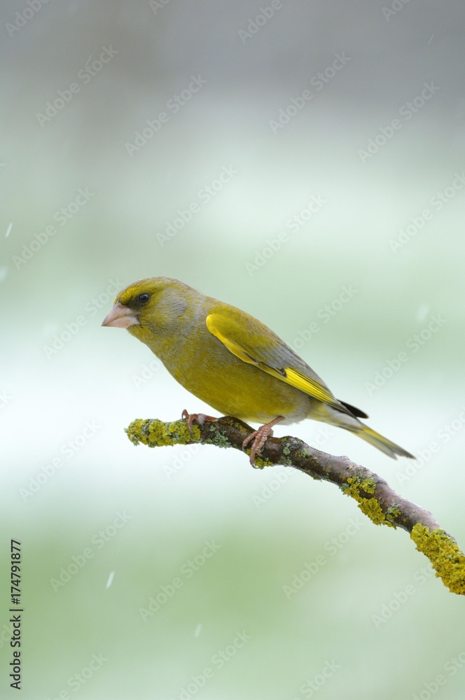 Greenfinch (Carduelis chloris), male