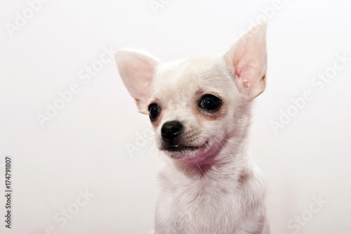 Chihuahua puppy © imageBROKER