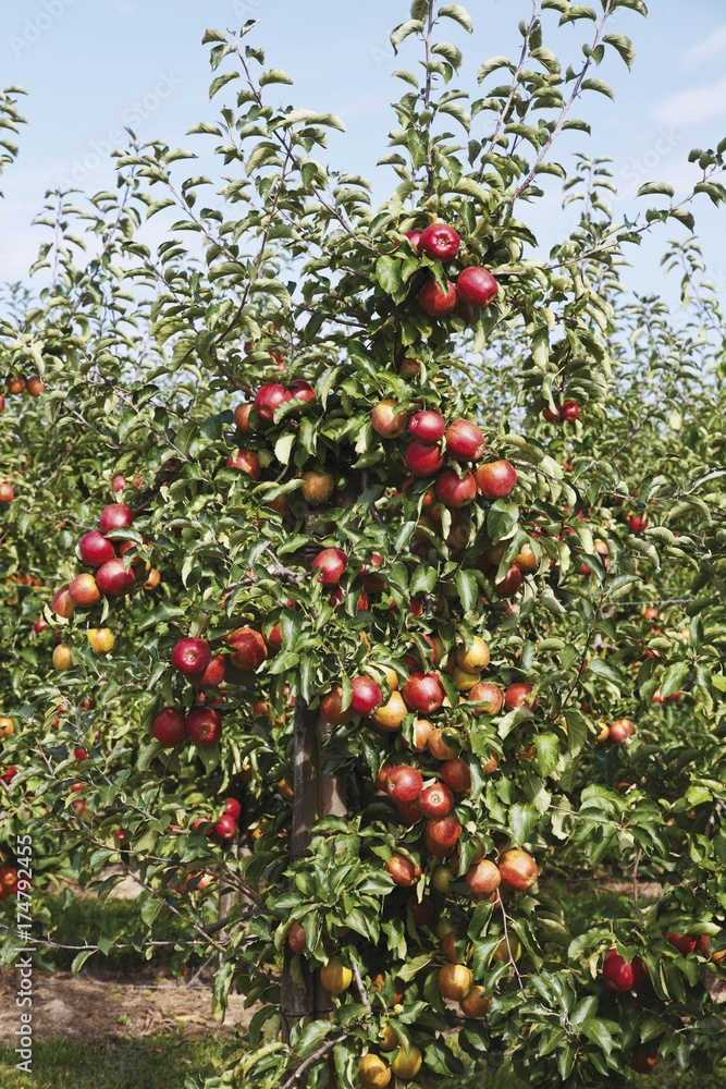 Apple orchard, red apples on the tree