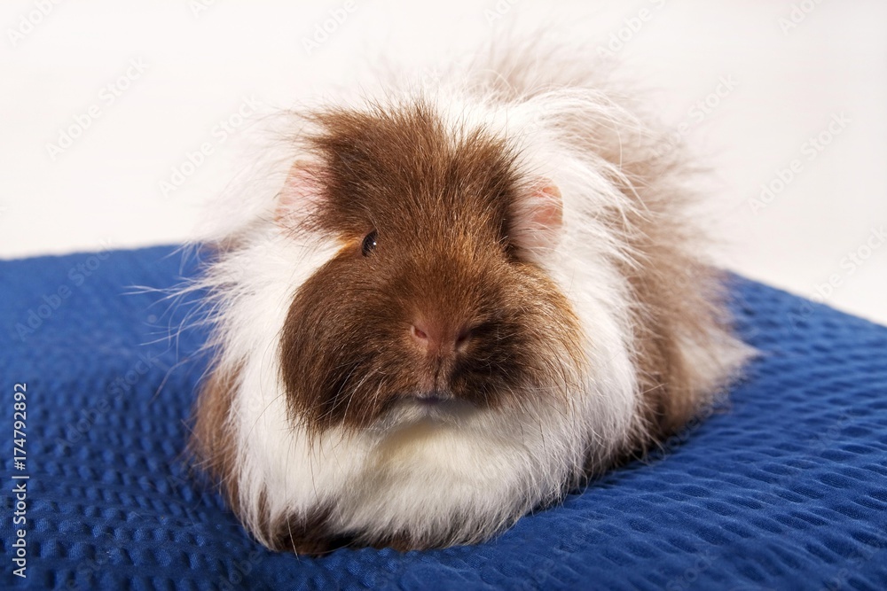 Swiss teddy guinea pig hotsell