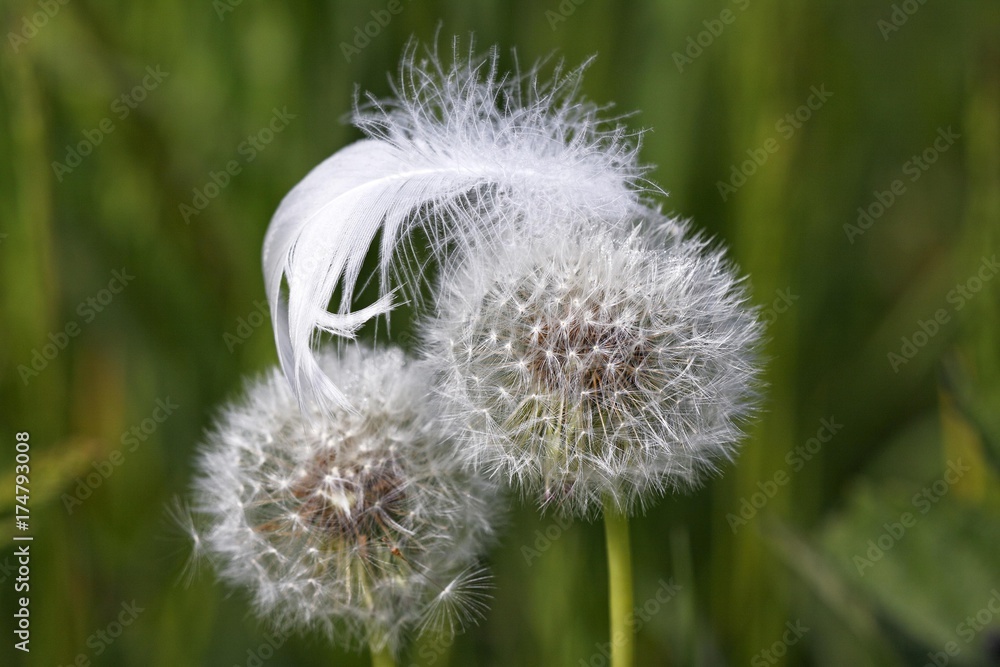 Fototapeta premium White mute swan feather on Common Dandelion clocks, blowballs (Taraxacum officinale)