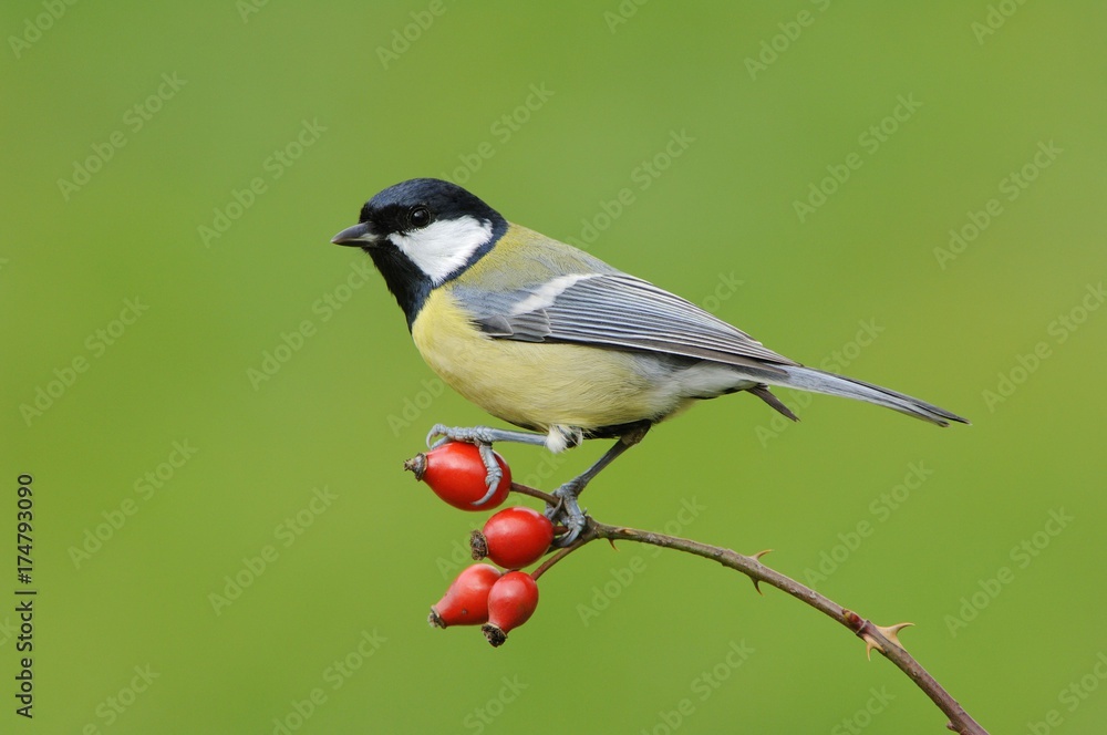 Obraz premium Great Tit (Parus major)