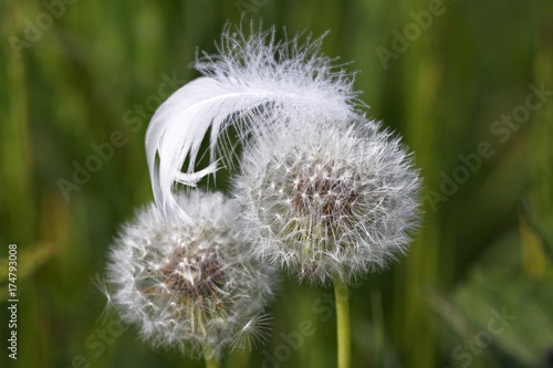 White mute swan feather on Common Dandelion clocks  blowballs  Taraxacum officinale 