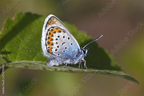 Wallpaper Mural Male Silver-studded Blue (Plebejus argus) (Plebeius argus) butterfly Torontodigital.ca