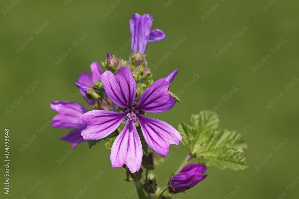 Flowering Blue Mallow, High Mallow (Malva sylvestris), medicinal plant