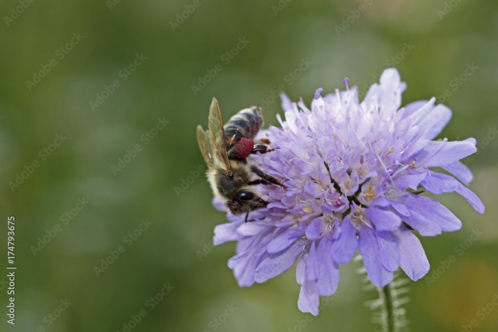 Honey bee (Apis sp.), on a Field Scabious (Knautia arvensis), Baden-Wuerttemberg, Germany, Europe Honey bee (Apis sp.), on a Field Scabious (Knautia arvensis), Baden-Wuerttemberg, Germany, Europe