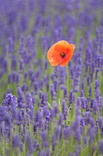 Lavender (Lavandula angustifolia) with Common Poppy or Corn Poppy (Papaver rhoeas)